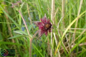 potentilla_palustris1.jpg_product_product